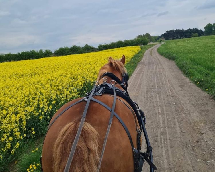 a brown horse pulling a carriage along a path through fields of flowering rapeseed