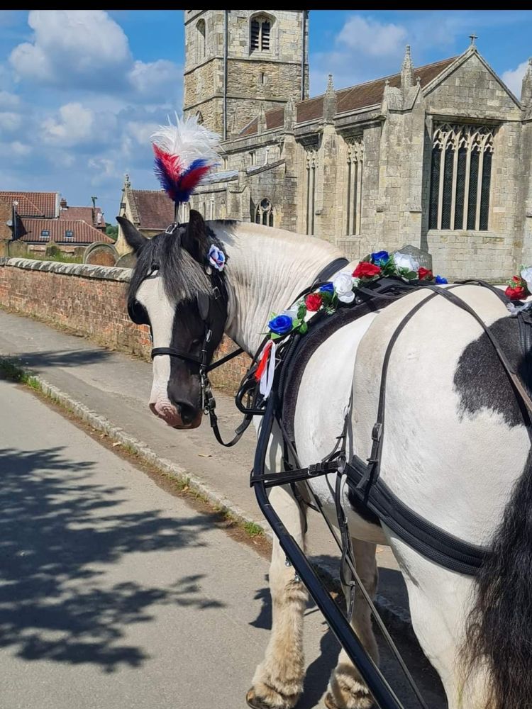 a black and white horse look ing back at the camera pulling a carriage though a town