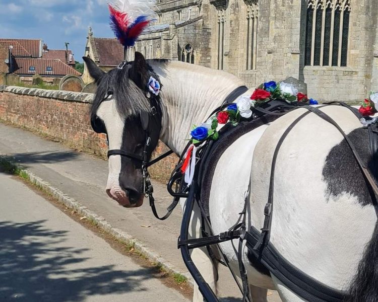 a black and white horse look ing back at the camera pulling a carriage though a town