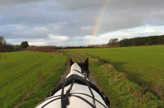 horse pulling a carriage on a path through a field with a rainbow in a sky