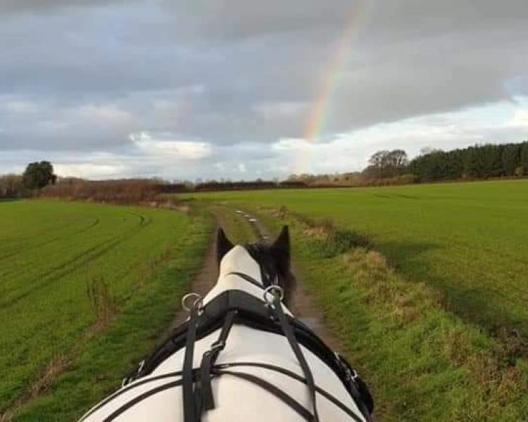 horse pulling a carriage on a path through a field with a rainbow in a sky