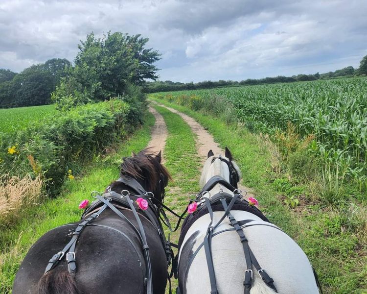 two horses pulling a carriage along a countryside path at little skipworth carriage rides