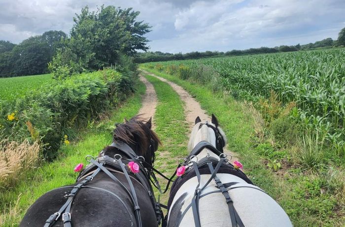 two horses pulling a carriage along a countryside path at little skipworth carriage rides