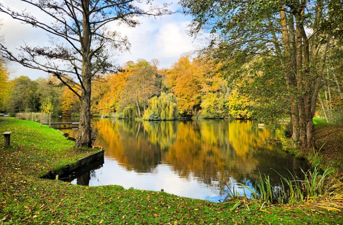 the edge of leigh mill lake surrounded by trees for a fly fishing experience in surrey