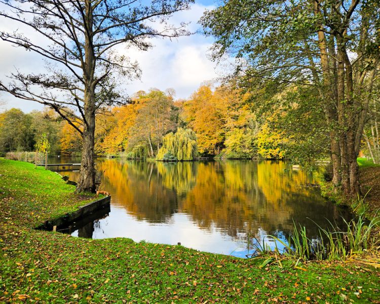 the edge of leigh mill lake surrounded by trees for a fly fishing experience in surrey