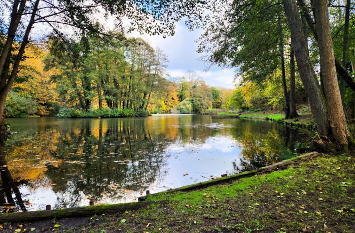 the edge of leigh mill lake surrounded by trees for a fly fishing experience in surrey