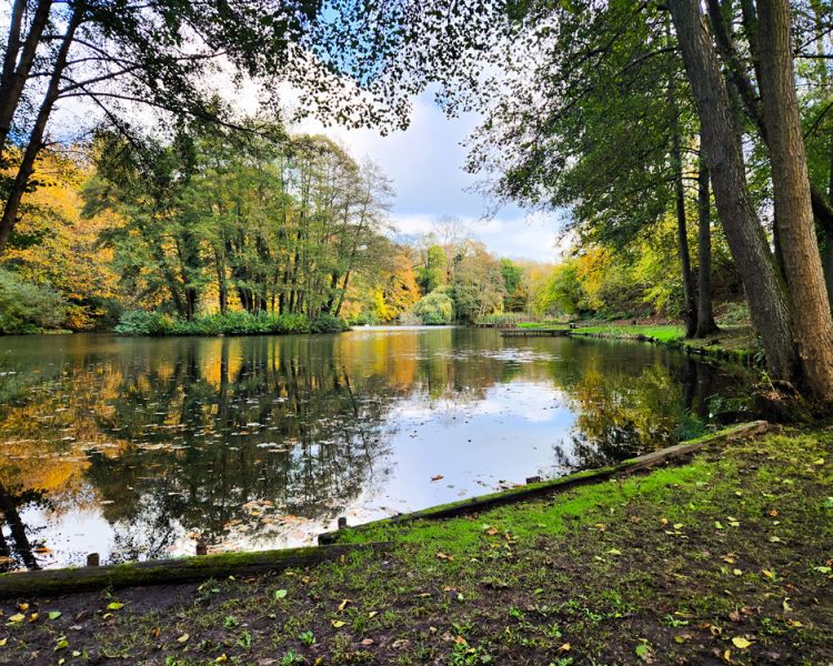 the edge of leigh mill lake surrounded by trees for a fly fishing experience in surrey