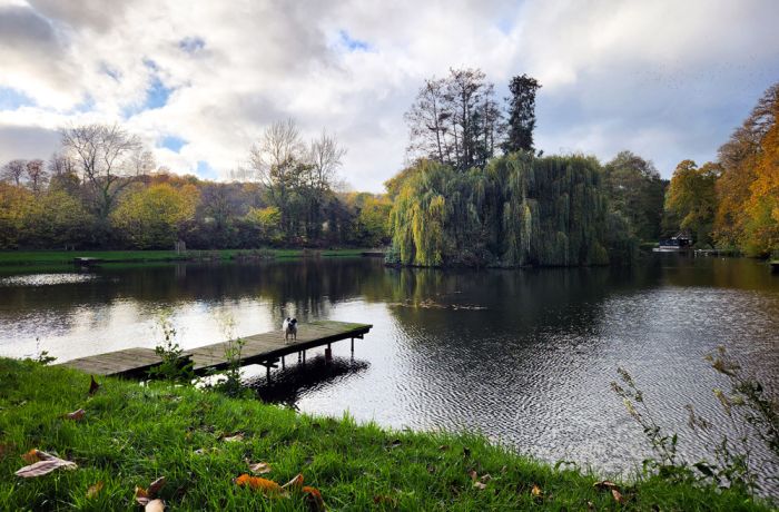 a photo of leigh mill lake with trees surrounding it for a fly fishing experience in surrey