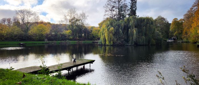 a photo of leigh mill lake with trees surrounding it for a fly fishing experience in surrey