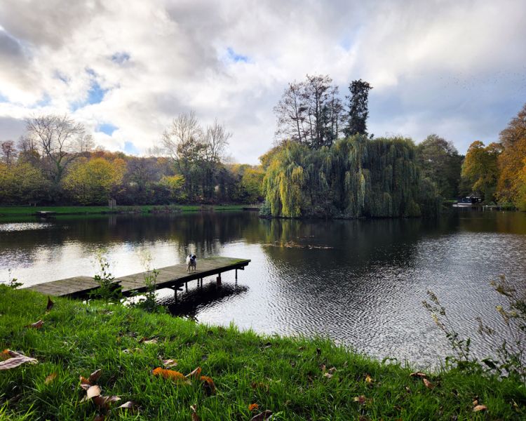 a photo of leigh mill lake with trees surrounding it for a fly fishing experience in surrey