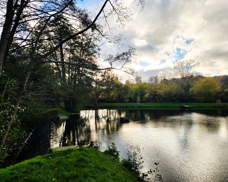 one side of leigh mill lake for a fly fishing experience in surrey