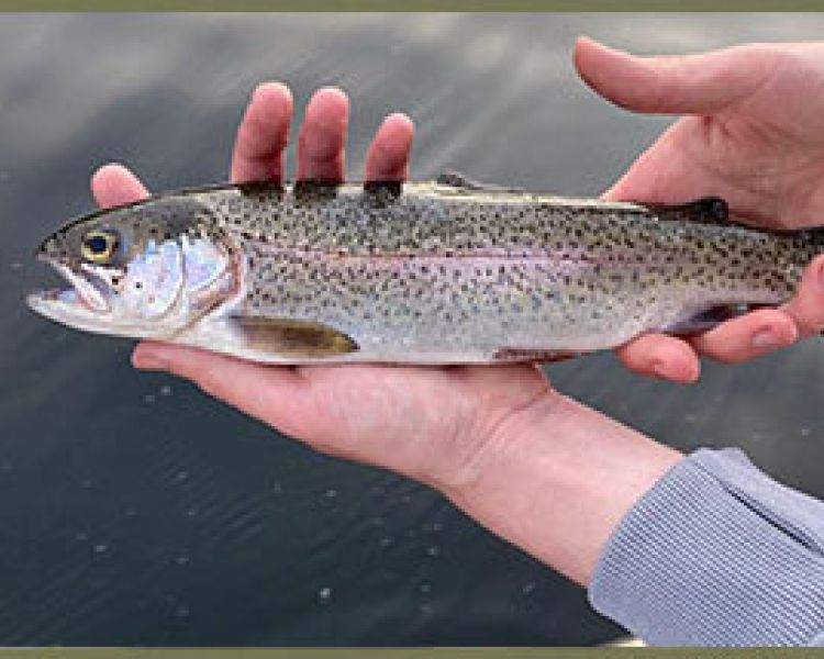 a rainbow trout held in the hand showing what you can catch on a fly fishing experience in surrey