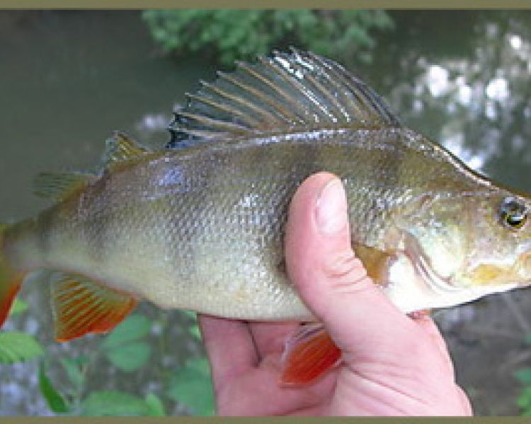 a wild perch held in the hand showing what you can catch on a fly fishing experience in surrey
