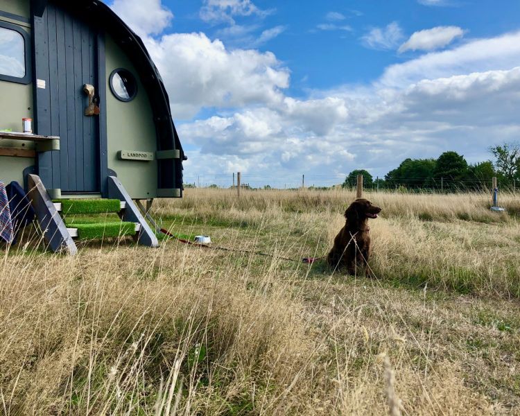 landpod and dog at glamping site