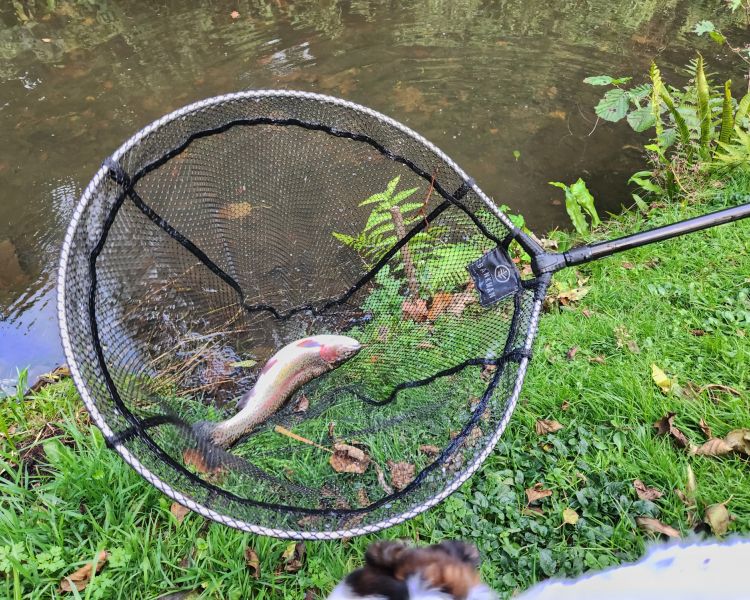 Fish in net