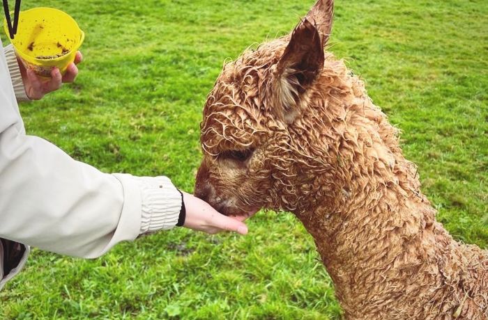 Alpaca meet