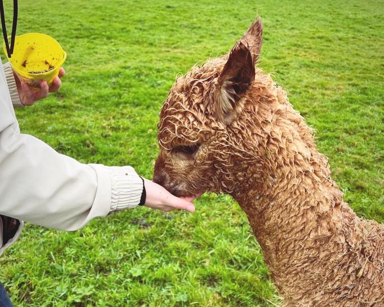 Alpaca meet