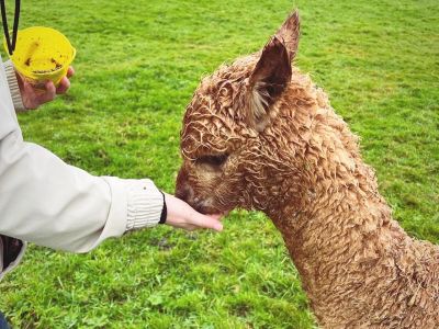 Alpaca meet