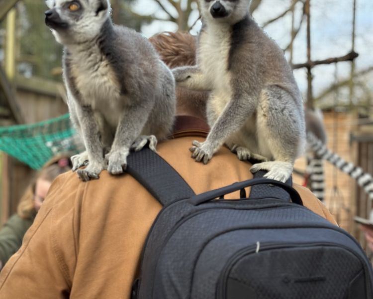 hoo zoo day out