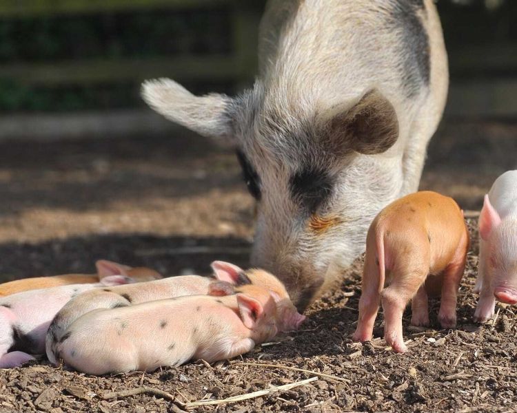 pig enthusiast experience