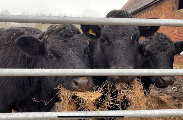 cow cuddling experience in shropshire