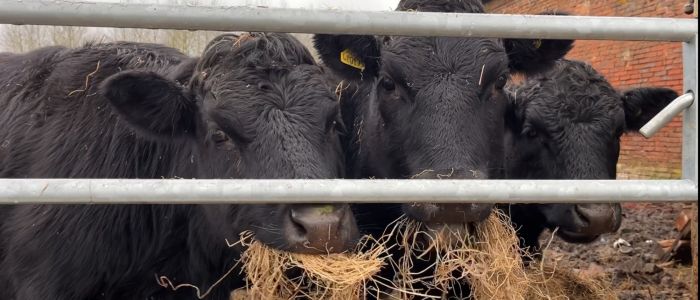 cow cuddling experience in shropshire