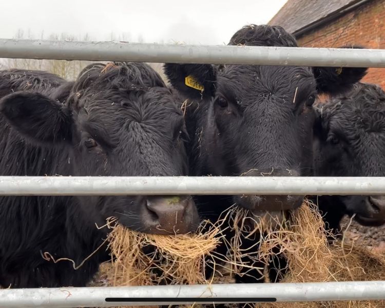 cow cuddling experience in shropshire