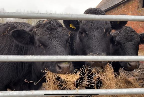 cow cuddling experience in shropshire