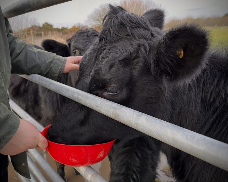 cow cuddling experience in shropshire