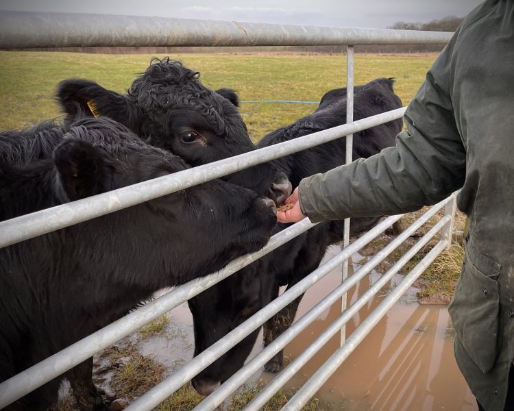 cow cuddling experience in shropshire