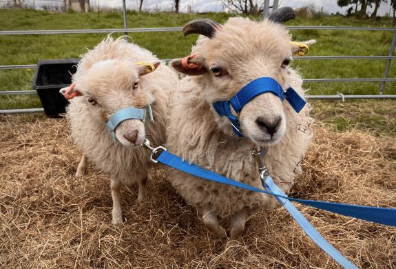 sheep trekking experience in shropshire