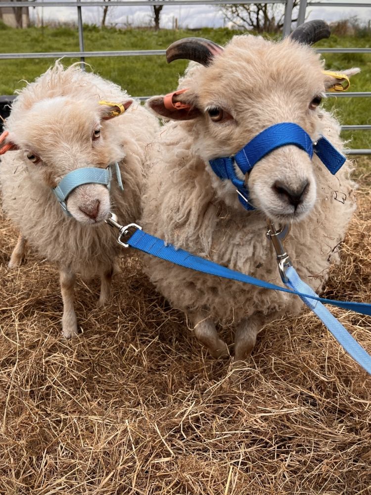 sheep trekking experience in shropshire