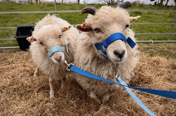 sheep trekking experience in shropshire