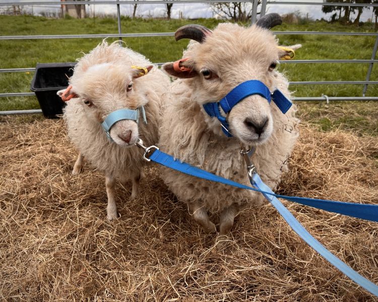 sheep trekking experience in shropshire