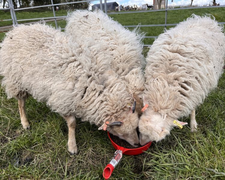 sheep trekking experience in shropshire