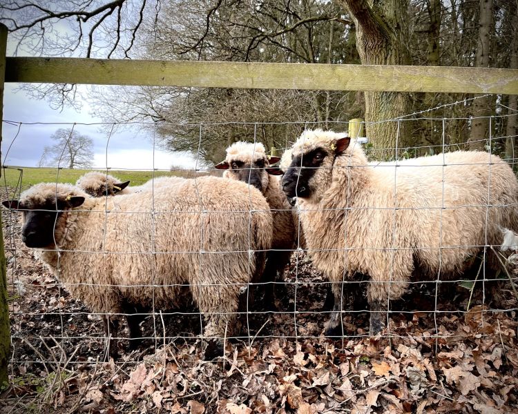 sheep trekking experience in shropshire