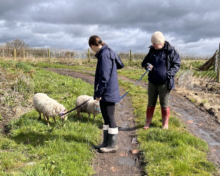 sheep trekking experience in shropshire