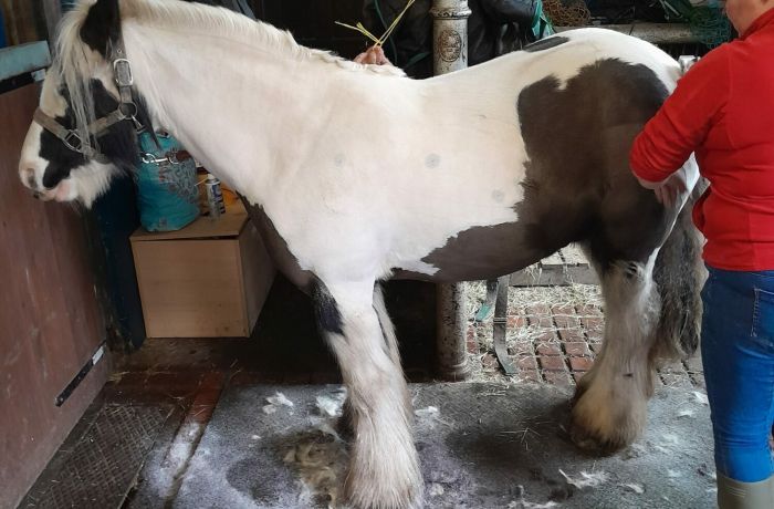 horse care and carriage driving experience with lunch