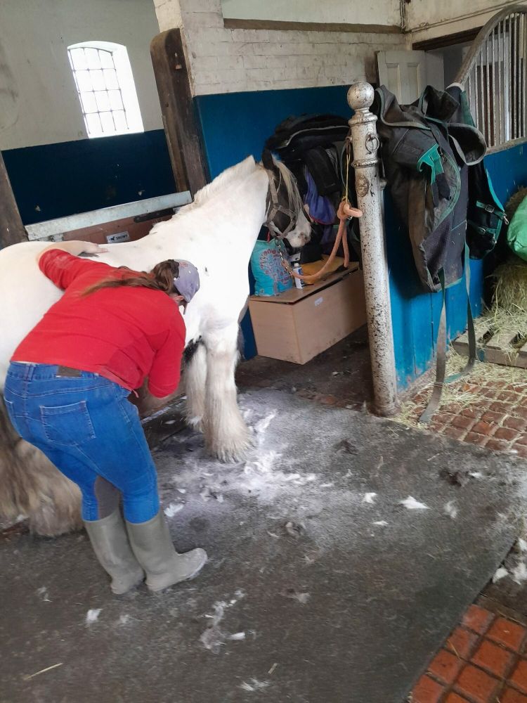horse care and carriage driving experience with lunch