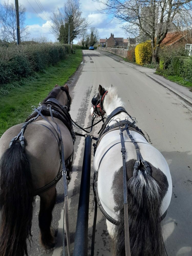 horse care and carriage driving experience with lunch