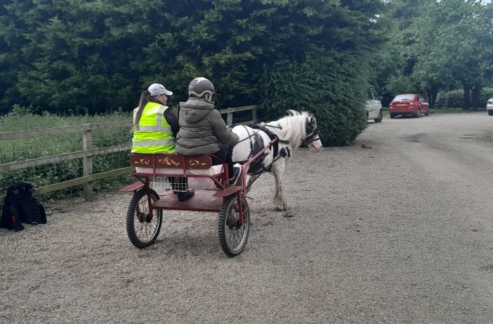carriage driving experience