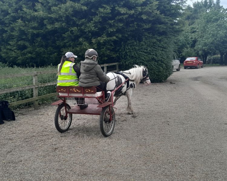 carriage driving experience