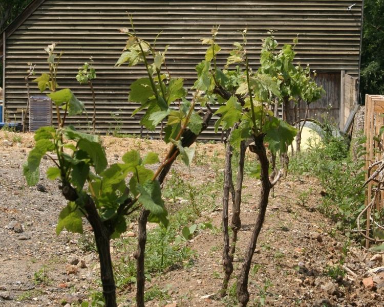 vines seen on a wine tasting experience in kent