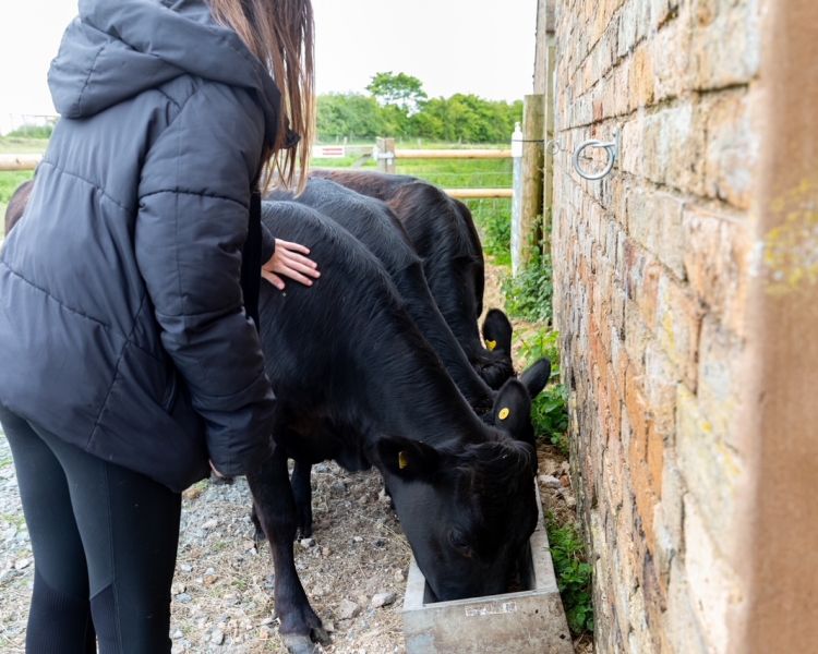 cow cuddling experience in shropshire