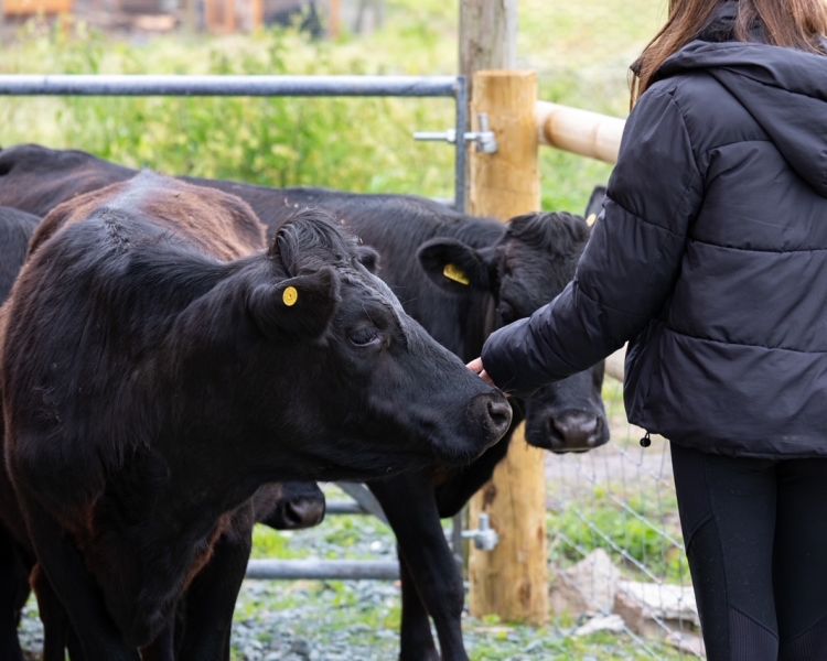 cow cuddling experience in shropshire