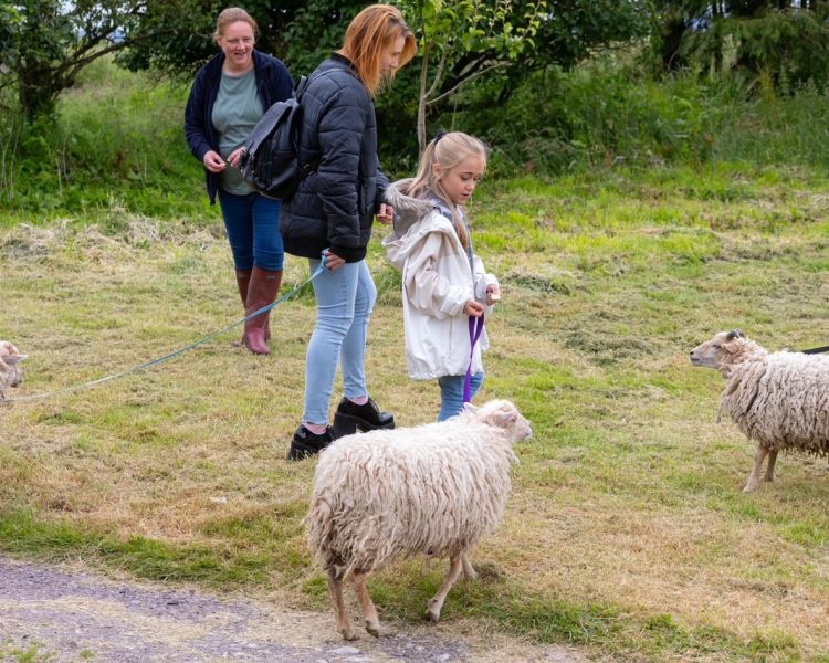 family on a sheep trekking experience in shropshire