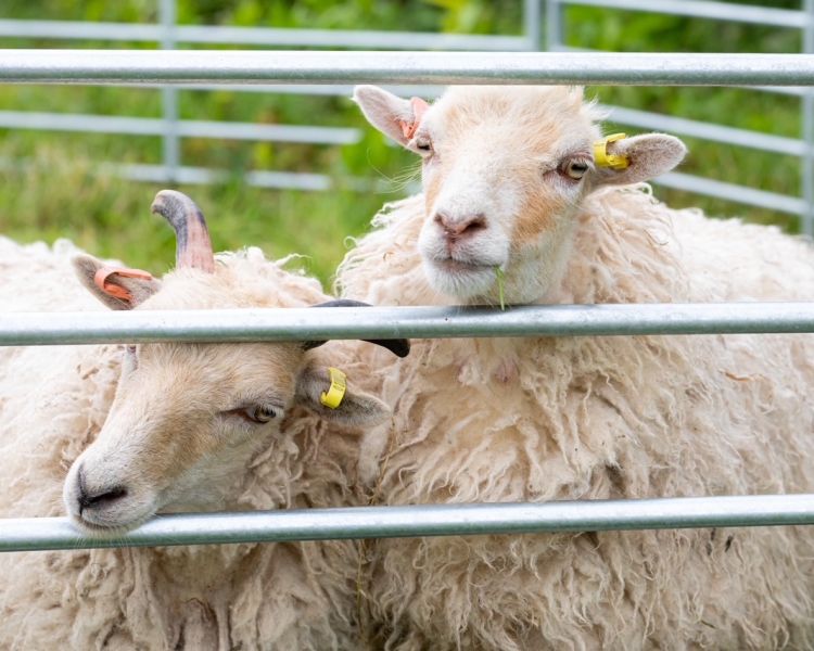 sheep for a sheep trekking experience in shropshire