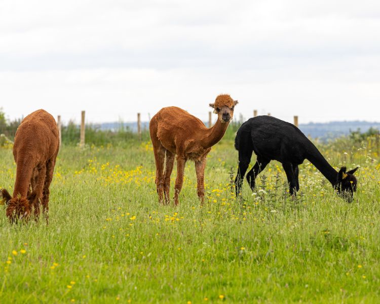 meet the alpacas experience in shropshire