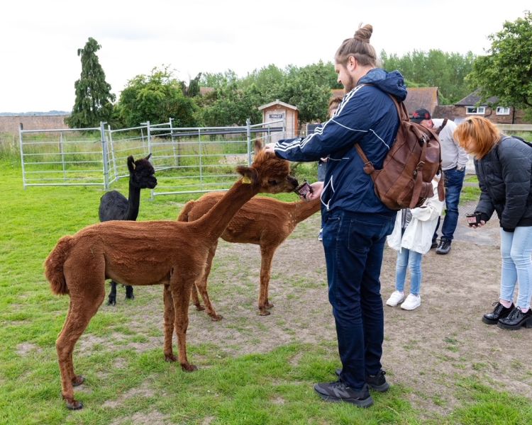 meet the alpacas experience in shropshire