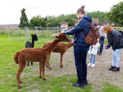 meet the alpacas experience in shropshire